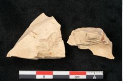 Foto (Detailansicht) von Sequoia langsdorfii (NHMW-GEO-2024-0188-11463)